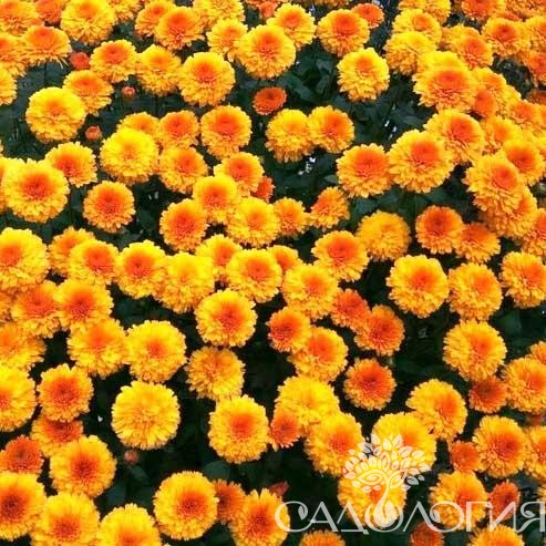 Хризантема корейская Балиос купить выгодно ✵ Сады-Эдема.рф – интернет  магазин растений для сада